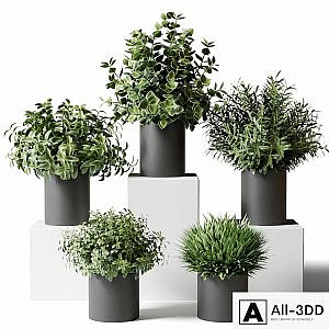 Small indoor plants in pots in the kitchen