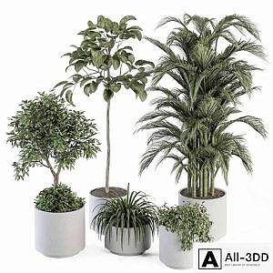 indoor Plant Set 257 - Plant Set in pot