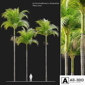 Archontophoenix alexandrae