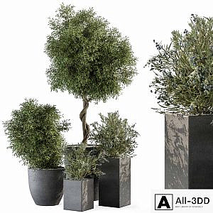 Outdoor Plant Set 273 - Plant Set in Concrete Pot