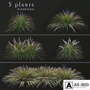 Set of Ophiopogon jaburan Plants (Dwarf lilyturf) (5 Plants)