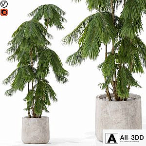 Plants collection 573