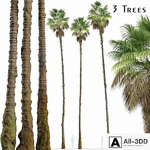 Set of Mexican fan palm Trees (Washingtonia robusta) (3 Trees)