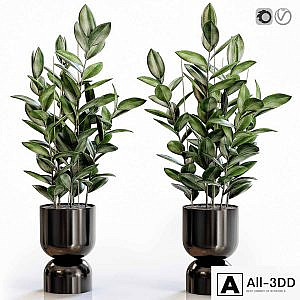 Rubber Plant 2 in modern vase