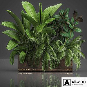 Collection of plants exotic thickets in a pot with strelitzia, palm, bushes, ficus, home garden. 1057.