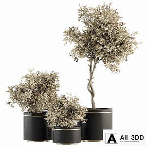 indoor Plant Set 310 - Tree and Plant Set in Black pot