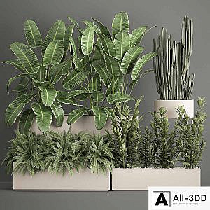 Collection of potted plants with Strelitzia, fern, cactus, cereus, Zamiokulkas. 1062.