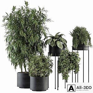 indoor Plant Set 355- Tree and Plant Set in Black pot