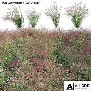 Panicum virgatum (Switchgrass)