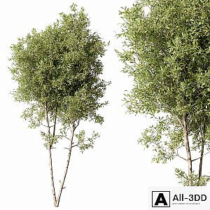 Tree Green Maple - Set 125