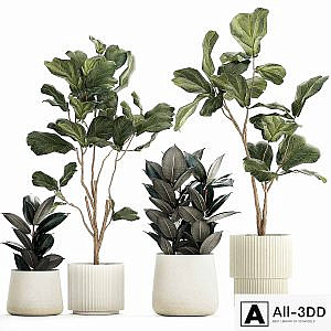 Set of beautiful trees in pots Ficus lyre, Ficus Lyrata and Ficus elastica, Ficus Robusta. 1244