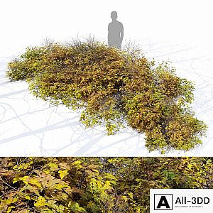 Bush 024