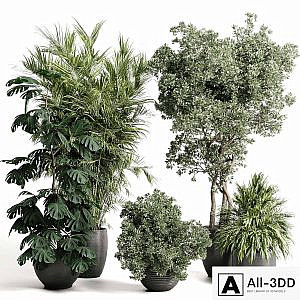indoor plant set 452 plant bush monstera tree vase dirty concrete