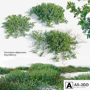 Vaccinium uliginosum