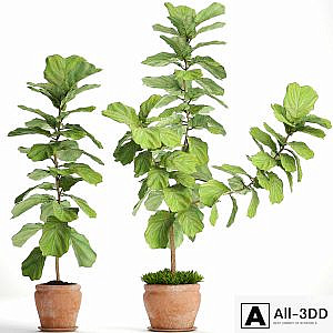 Ficus lyrata. Collection. 3. decorative, clay pot, clinker, flowerpot, bush, flower, Ficus lyrata