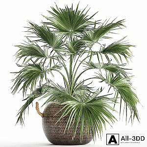 Beautiful lush small decorative indoor fan palm in a round basket pot rattan. Set 433.