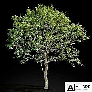 Elm (Elm) 8 m