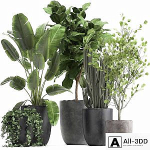 Collection of plants in black pots with Strelitzia, Ficus lyrata, tree, ivy, banana palm, ravenala. Set 961.