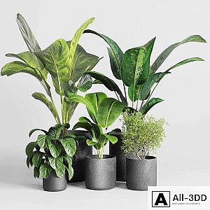 Collection indoor plant 236 plant ficus rubbery ficus lyrata concrete vase