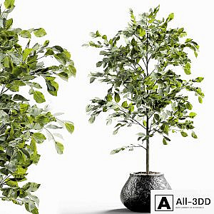 Branches in vases 28