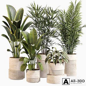 Indoor Plant Set 031