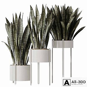 HQ HousePlants Snake Green Sansevieria Trifasciata Robusta