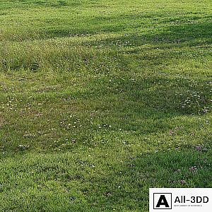 Realistic meadow grass
