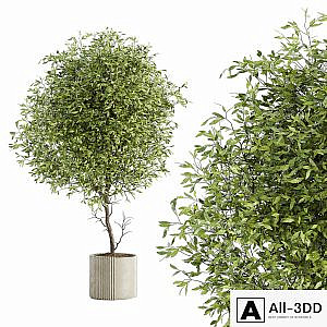Indoor Plant Set 050