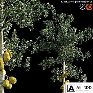 Artocarpus heterophyllus 01
