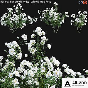 Rosa cv floribunda white | White Shrub Rose 02