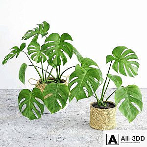 Monstera 3