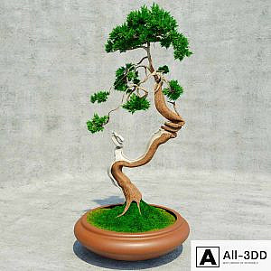 Bonsai