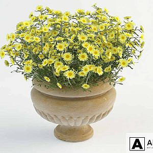 Daisy in pot