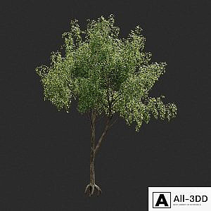 Summer tree # 04