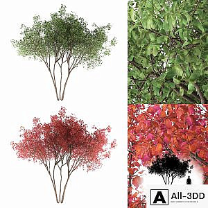 Irga Lamarca Canadian solitaire | Amelanchier canadensis