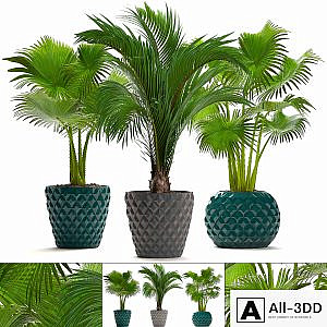 Collection of plants 214. Palm trees. Palm trees, fan, decorative, indoor, pot, flowerpot, concrete