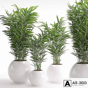 Houseplant 20
