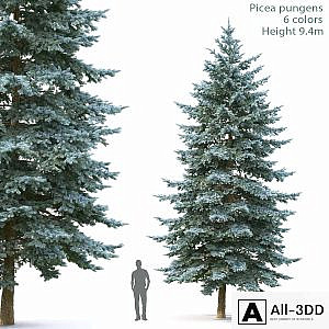 Spruce