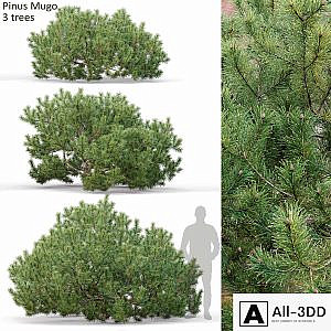 Pine