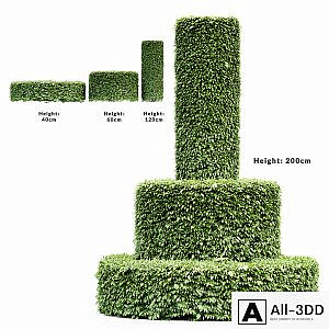 3 Dwarf Yaupon Holly - Cylinder plant