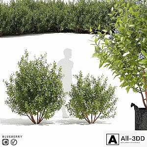 Blueberry bushes | Blueberry