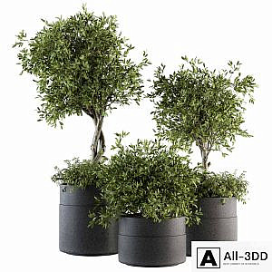 indoor Plant Set 193 - Tree in pot