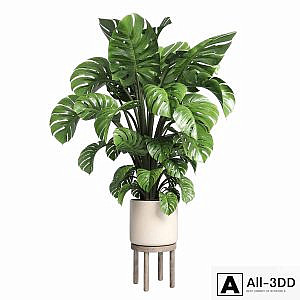Indoor plant 89 wood vase pot plant monstera