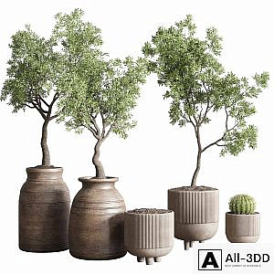 collection indoor outdoor plant 114 vase concrete wood old pot tree cactus