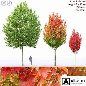 Acer