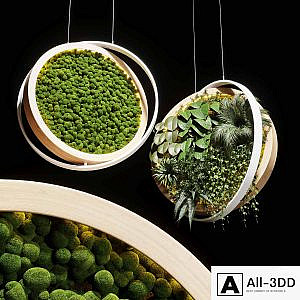 hanging garden and hanging moss in wooden frame 218