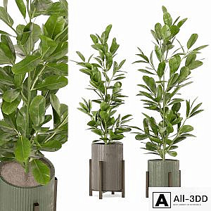 Indoor Plants Collection - Set 462