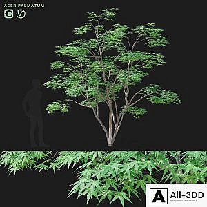 Maple palm tree | Acer palmatum