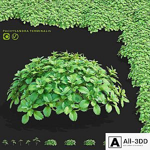 Pachysandra apical bushes | Pachysandra terminalis