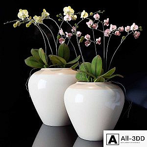 potterybarn, Orchid